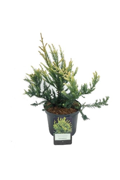 Секвоя вічнозелена Adpressa контейнер